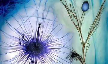 Blauw XVIII - bloem spel met licht van Lily van Riemsdijk - Art Prints met Kleur