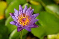 Blauwe Lotus