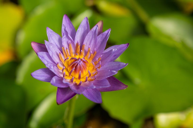 Lotus bleu par Fred Schuch