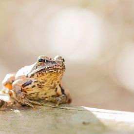 crapaud ou grenouille sur Esther Ehren