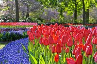 Keukenhof staat in bloei