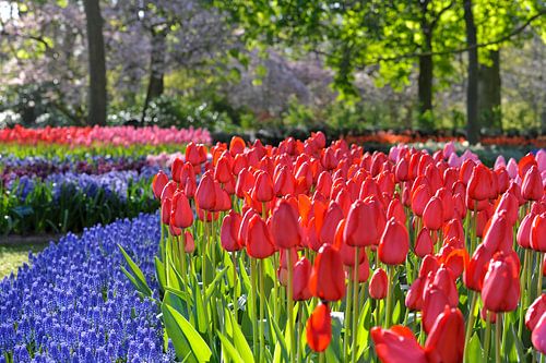 Keukenhof staat in bloei
