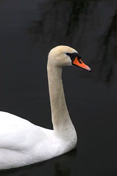 Proud swan by Thomas Jäger