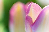 Détail d'une feuille de tulipe sous le soleil de printemps par Fotografiecor .nl Aperçu