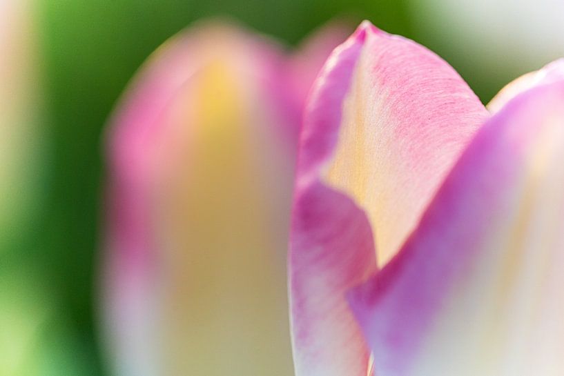 Détail d'une feuille de tulipe sous le soleil de printemps par Fotografiecor .nl