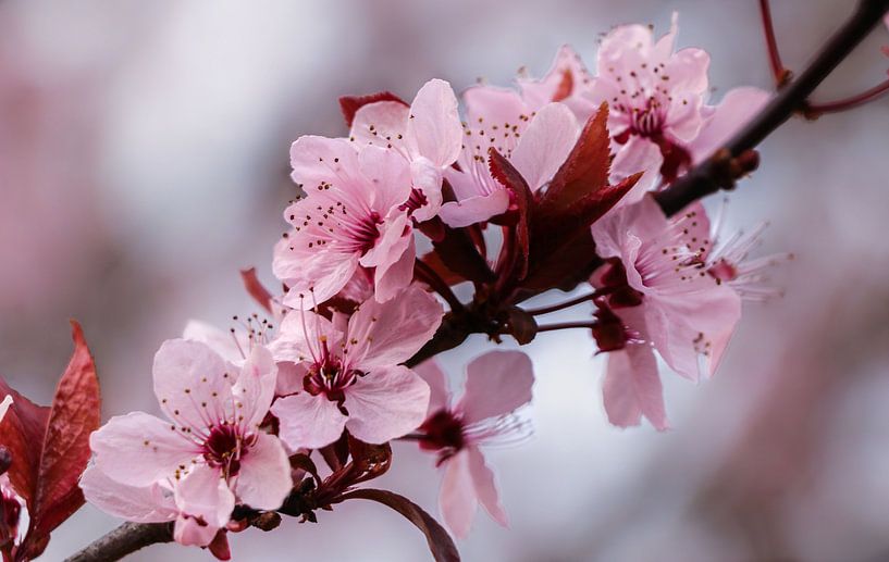 Bloesem par Marga Vroom