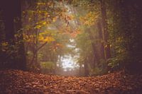 Bos in herfstkleuren