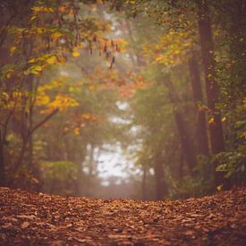 Wald in Herbstfarben von Inge Smulders