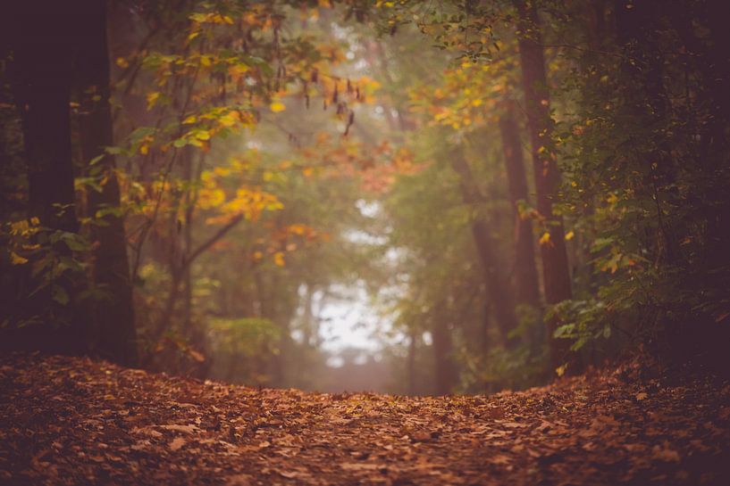Forest in autumn colours by Inge Smulders