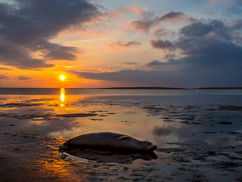 Zeehond op de Noordzee in de Waddenzee bij zonsondergang