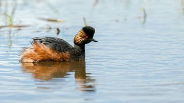 Black-necked Grebe