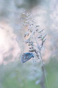 Schmetterling auf seinem Bett. von Francis Dost