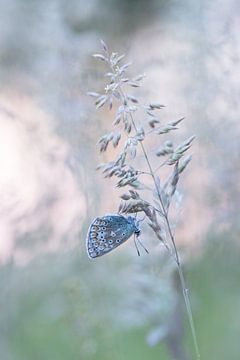 Vlinder in dromenland. van Francis Dost