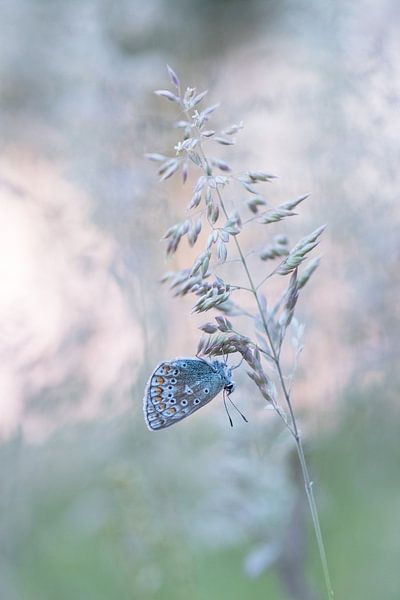 Schmetterling auf seinem Bett. von Francis Dost