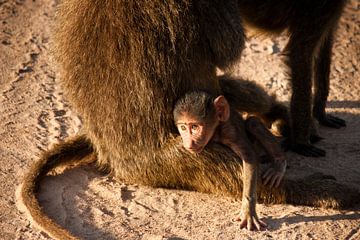 Daydreaming baby baboon von Stephan Spelde
