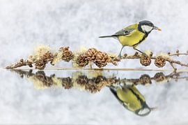Vogel - Meise auf Zweig von Jürgen Schmittdiel Photography