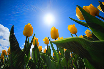 Tulips