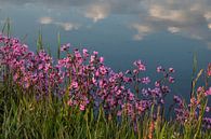 Koekoeksbloemen langs de sloot in de lente in Waterland van simone opdam thumbnail