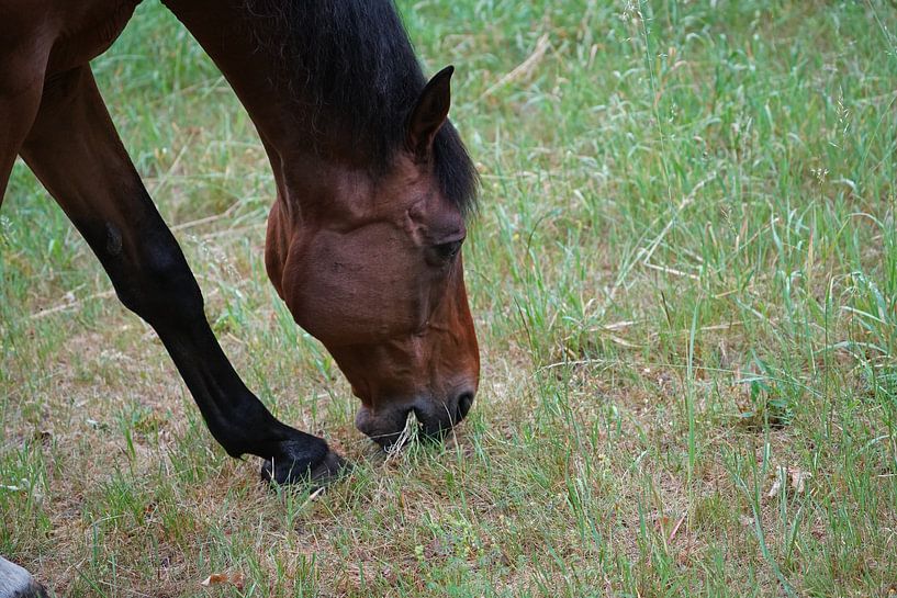 Trakehner Feldmeyer at pasture by Babetts Bildergalerie