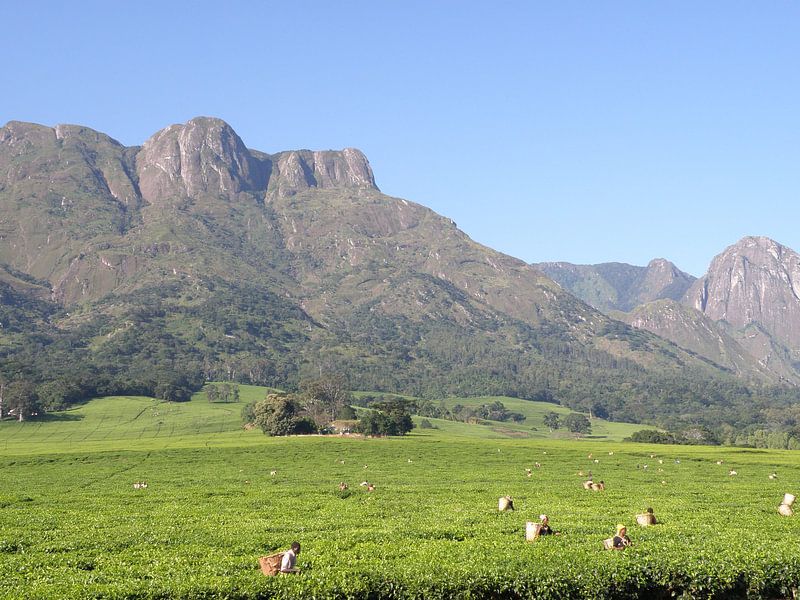 Thee plukkers aan de voet van Mulanje berg in Malawi von Ruud Wijnands
