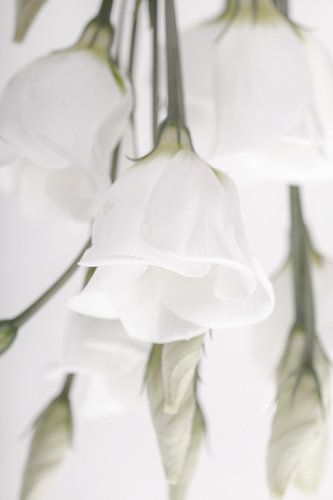 white flower