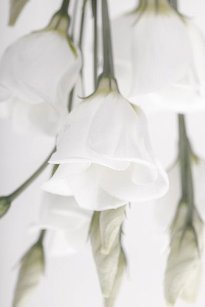 white flower par Willy Sybesma