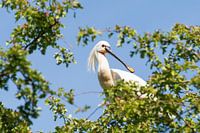 Lepelaar hoog in de boom