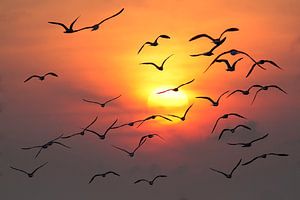 Zeemeeuwen tijdens zonsondergang