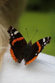 Schmetterling auf der Schulter