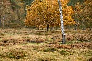 Heidelandschap met berk in de herfst van Merijn van der Vliet