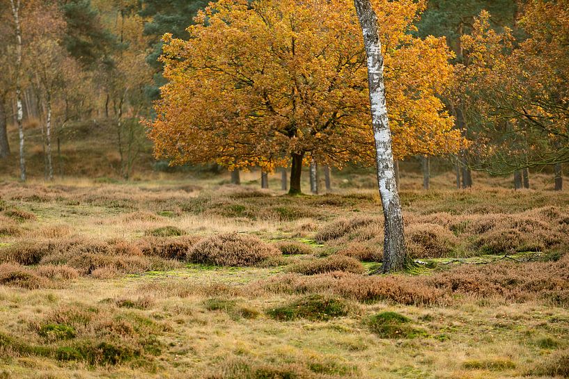 Heidelandschaft mit Birke im Herbst von Merijn van der Vliet