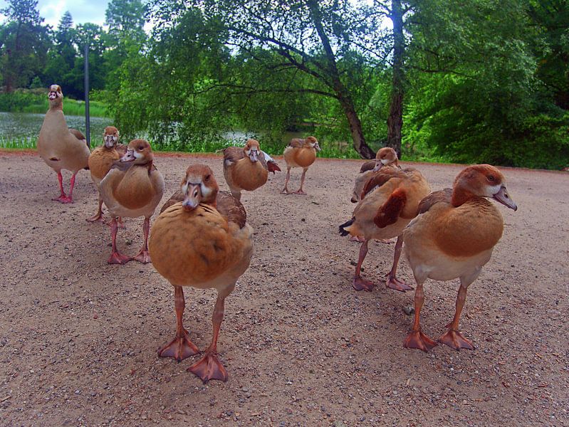 Oies du Nil 2 par Edgar Schermaul