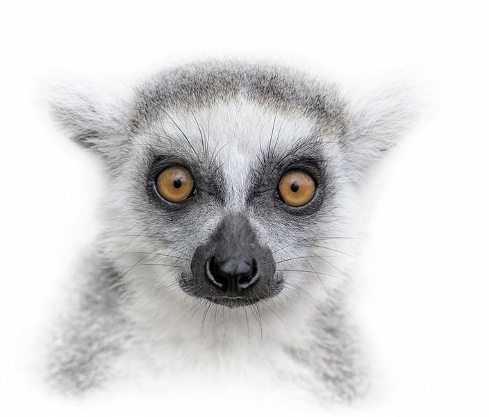 Look me in the eyes par Ron Meijer Photo-Art
