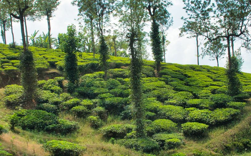 Theeplantage in India Foto 1. Bestel max 120 van Natuurpracht   Kees Doornenbal