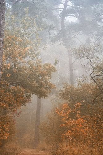 Droom bos . Muur behang .