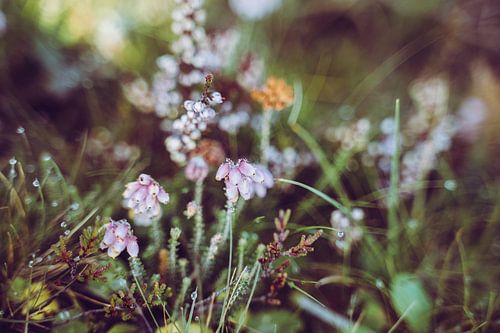 Heidekraut im Morgentau