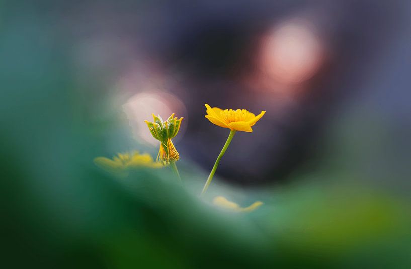 Dotterbloem von Maayke Klaver