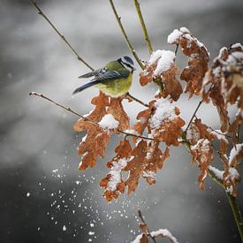 Blaumeise im Schnee von Tom Zwerver