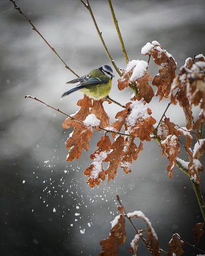 Blue tit in the snow