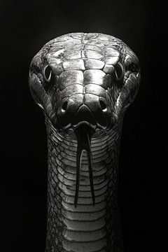Cobra van Poster Art Shop