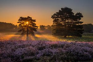Sunrise at Brunssummer Heide / Heather Landscape