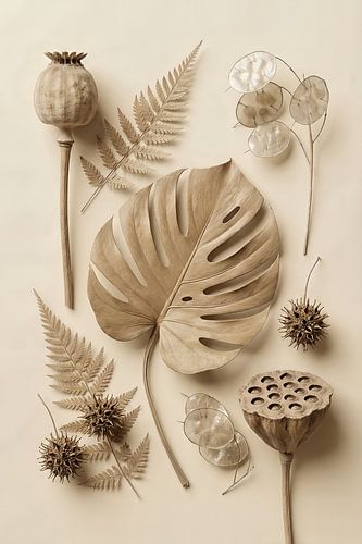 Symétrie botanique sur Max Steinwald