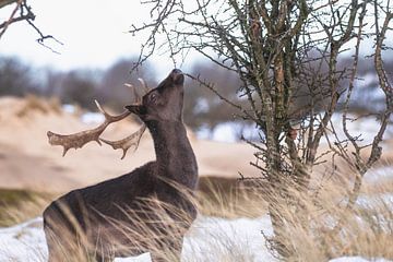 Brown fallow deer with antlers in the snow by Anne Zwagers
