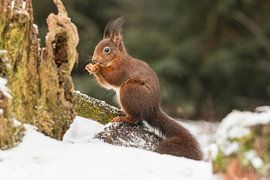 Eichhörnchen, Sciurus vulgaris. Rotes Eichhörnchen