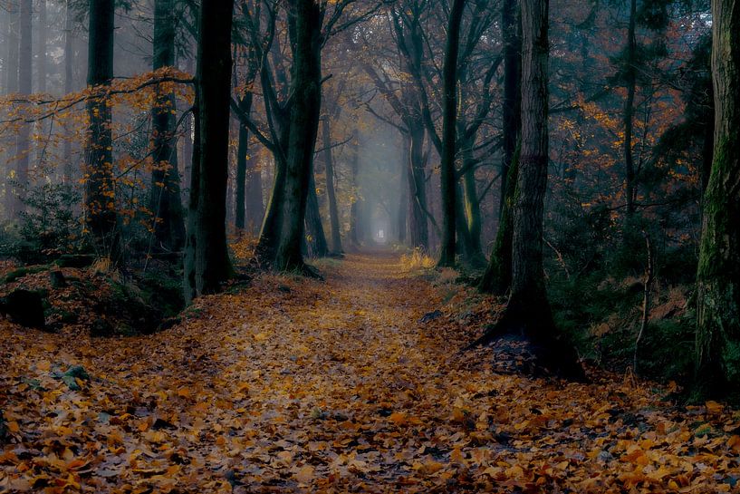 Märchenwald von Claudia De Vries