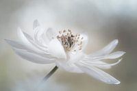White beauty