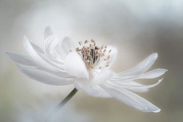 White beauty by Christl Deckx