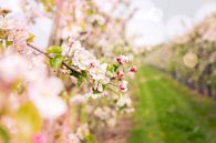 bloesem appelboomgaard van Karin Verhoog thumbnail
