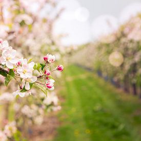 bloesem appelboomgaard van Karin Verhoog