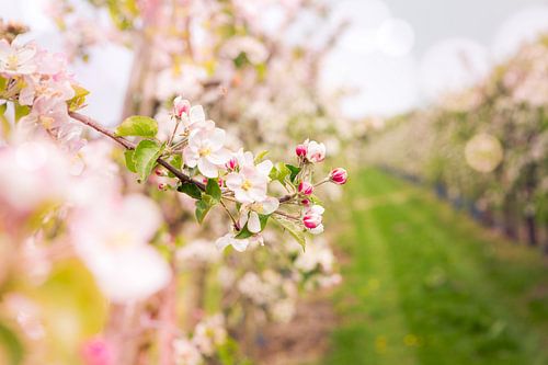 verger de pommiers en fleurs sur Karin Verhoog
